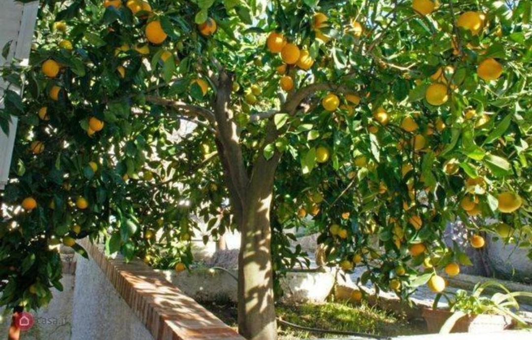 B&B Terramare Montiano  Luaran gambar